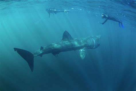 Basking Shark (Cetorhinus Maximus) - Lifestyle, Diet, and More