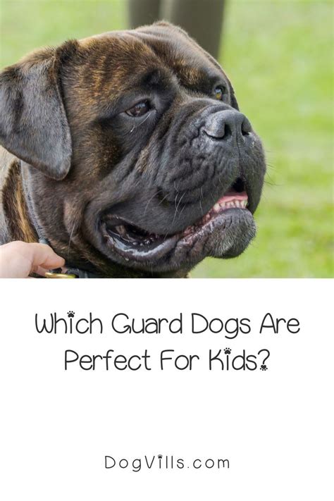 Top 5 Guard Dogs for Kids in 2021 | Dogs and kids, Guard dogs, Funny ...