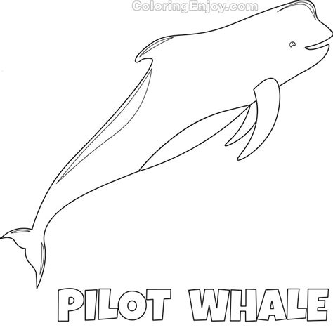 Free Whale Coloring Page – Pilot Whale - Coloring Enjoy | Pilot whale, Whale coloring pages, Whale