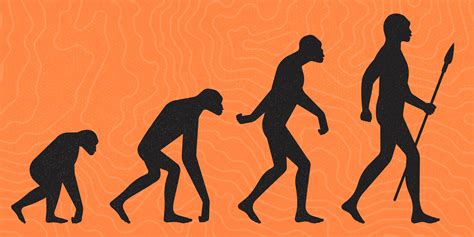 Evolution Of Humans