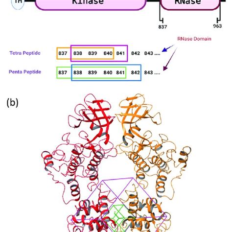 (a) Schematic representation of the IRE1 RNase activity in vitro assay.... | Download Scientific ...