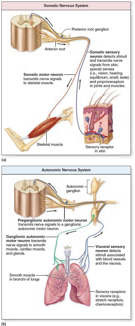 Comparison of Somatic and Autonomic Nervous Systems. The nervous system is functionally organize ...