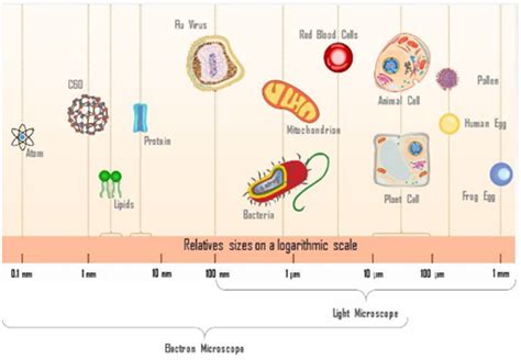 The size of a bacteria is 1 μ. Find the number of bacteria in 1 m length.