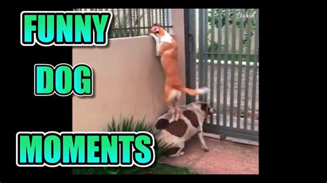 Ultimate Funny Dog Moments Compilation 2018 - YouTube