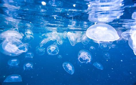 What Do Jellyfish Eat: Things You Need To Know - What Do Animals Eat