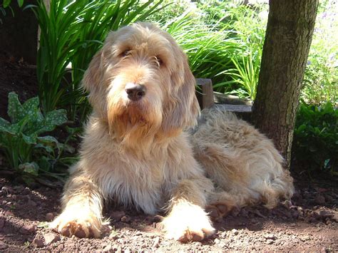 Otterhound Dog Info, Temperament, Puppies, Pictures