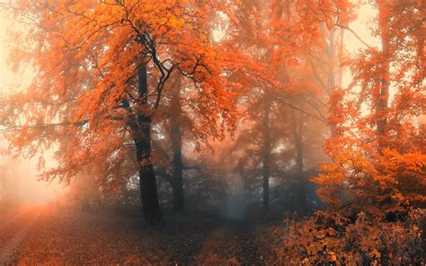 Autumn's Mist: Orange Forest Path - HD Wallpaper