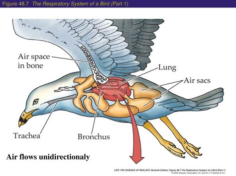 PPT - Physical Processes of Respiratory Gas Exchange PowerPoint Presentation - ID:4212816