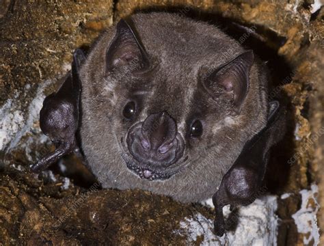 Jamaican Fruit-eating Bat (Artibeus jamaicensis) - Stock Image - C050 ...