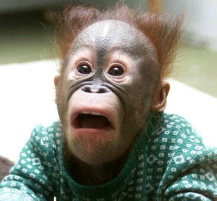 15 Animals And Their Human-Like Expressions Will Make You Laugh!