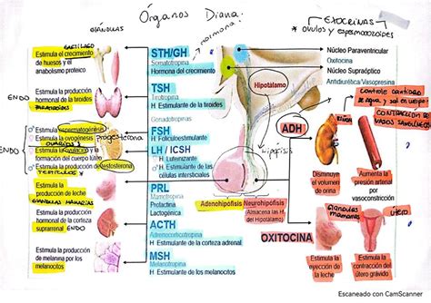 Órganos diana | INEFABLE | uDocz