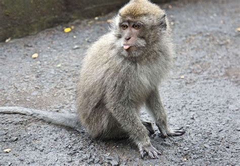 Bali Monkeys: How to See Them & Avoid Confrontation