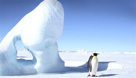 Animales del Antártico【 El Polo Sur y su MISTERIO】 Animalesis