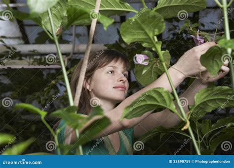 Botanist Working in Greenhouse Stock Image - Image of looking, gardener ...