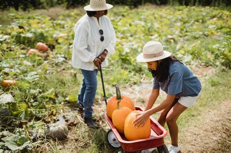 Woman with daughter harvesting pumpkins in field · Free Stock Photo