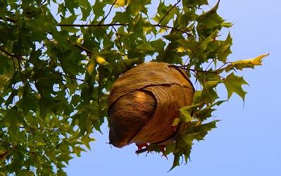 Preventing Wasps & Wasp Nests - Pest Control