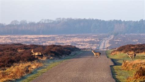 Hoge Veluwe National Park