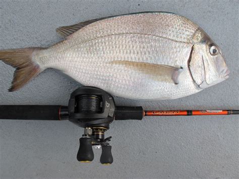 Jumbo porgy fishing on the Celtic Quest | NorEast Fishing Forum