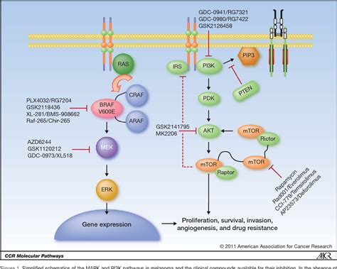 Figure 1 from Targeting BRAF in Advanced Melanoma: A First Step toward ...