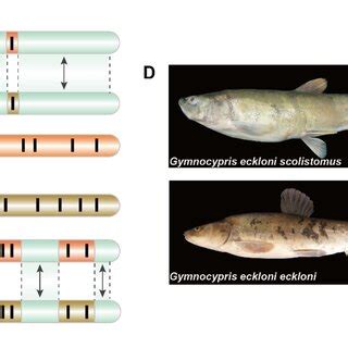 Gene flow modes under sympatry, allopatry and parapatry, and geographic ...