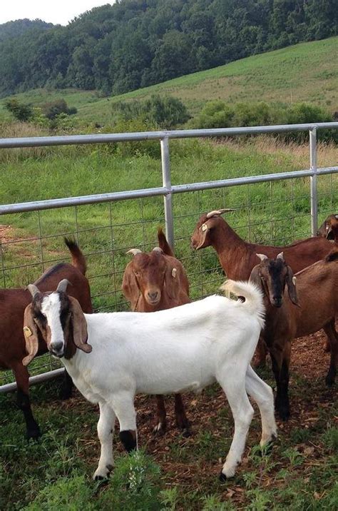 Raising Boer Goats for Show: Selection, Care and Showing – GoatFarmers.com | Boer goats, Goats ...