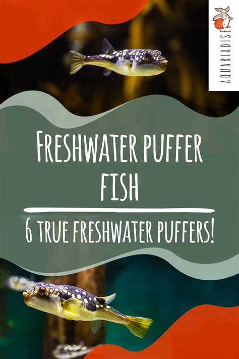 Freshwater puffer fish | 6 true freshwater puffers! - Aquariadise