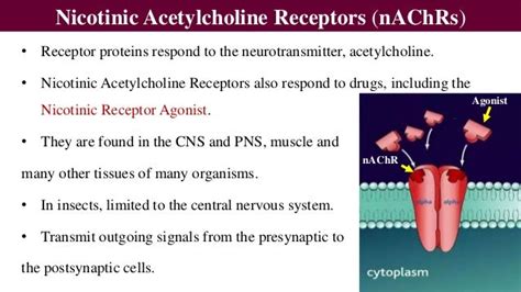 Nicotinic Acetylcholine Receptor (nAChR) Competitive Modulators/Agoni…