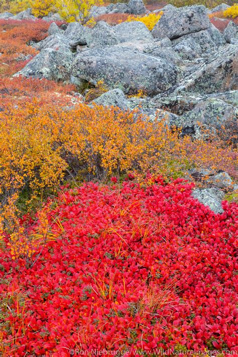 Fall Foliage | Photos by Ron Niebrugge