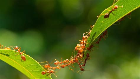 Distracted Cicadas and Industrious Ants