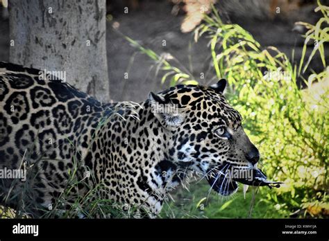 Jaguar hunting hi-res stock photography and images - Alamy