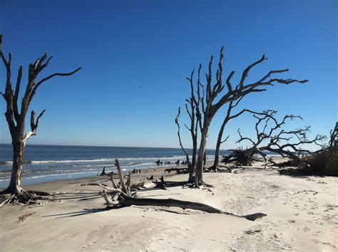 Driftwood Beach on Jekyll Island - Picture of the Week ~ The World of Deej