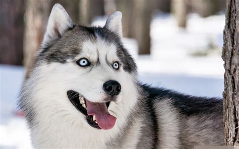 Hintergrundbilder : Tiere, Winter, Sibirischer Husky, Alaskischer ...