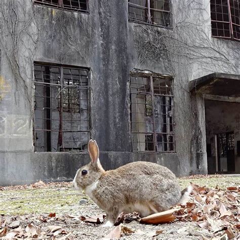 There's A Place In Japan Called Okunoshima Or Rabbit Island And It's Heaven For Bunny Lovers