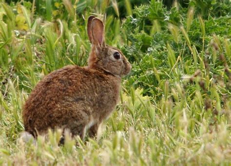 Rabbit control funding dries up despite damning environment report ...