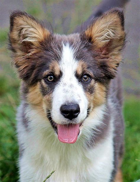 Tri-color Border Collie... | Border Collies Rule! | Pinterest | Collie, Dog and Animal