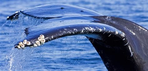 What Whale Barnacles Know | Hakai Magazine