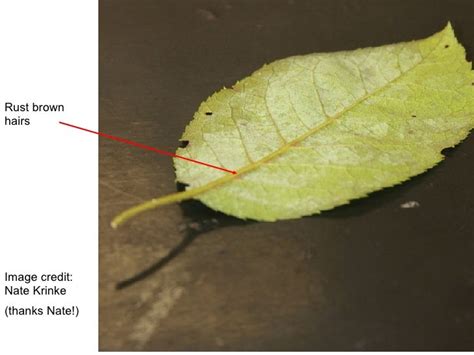 Woody Plant Identification