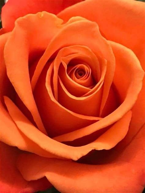 Pin by Eroom M on ORANGE....... ☼☼☼☼☼☼☼ | Beautiful rose flowers, Orange roses, Beautiful roses