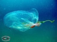 Box Jellyfish; Cubozoa - Chaloklum Diving - Koh Phangan