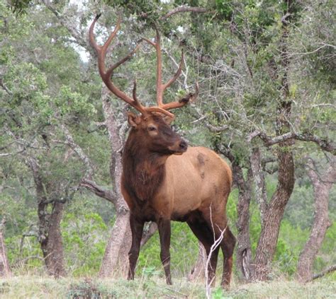 Trophy, Guided Texas Elk Hunting Ranch!