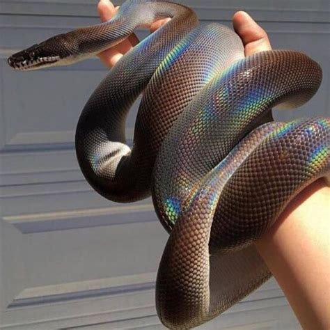 Shiny snake | Pet snake, Cute snake, Beautiful snakes