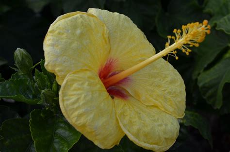 Yellow hibiscus, Hawaii state flower