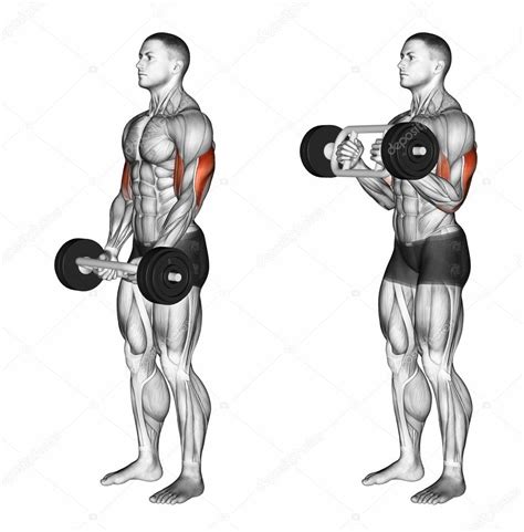 Triceps Bar Curls Stock Photo by ©print4ready@yahoo.com 113951326