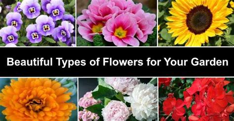 60 Types of Flowers: Huge List Of Flowers With Names & Pictures