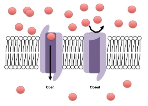 Pain in tendinopathy: What ion channels are expressed by tenocytes ...