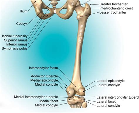 IT Band Syndrome- Lori Duncan PT