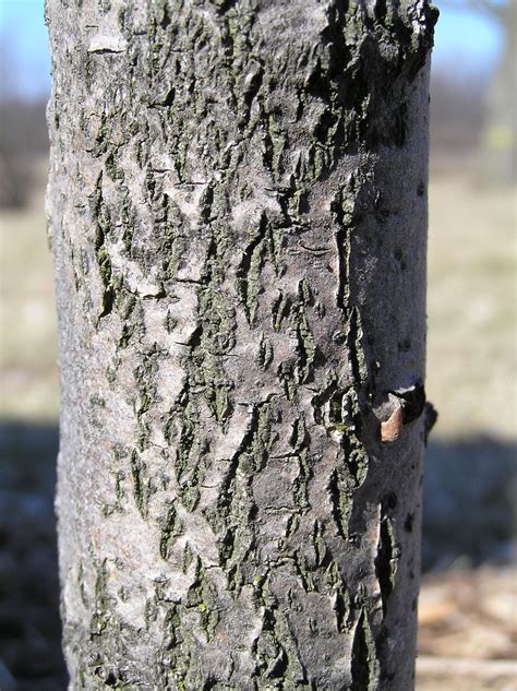 Native Trees of Indiana River Walk