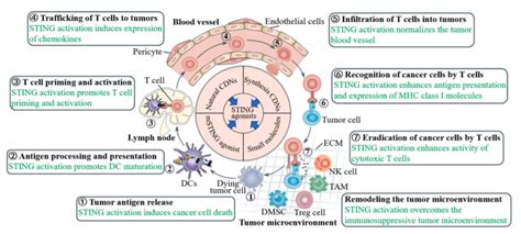 Targeting STING Cancer immunotherapy