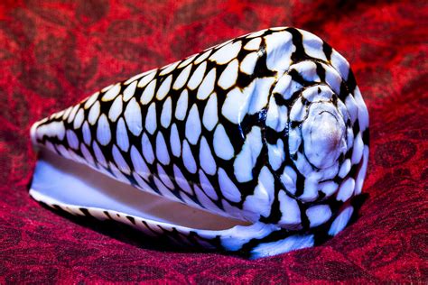 Venomous Conus Shell Photograph by Robert Storost | Fine Art America