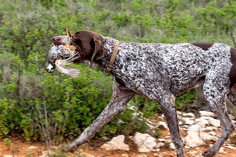 German Shorthaired Pointer: Dog Breed Profile and Information